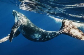 Стэнфордским учёным удалось закрепить камеру на спине кита. Видео