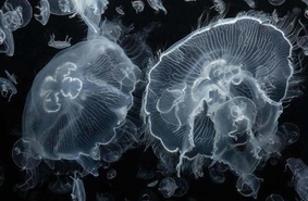 Биороботы для исследования морских глубин
