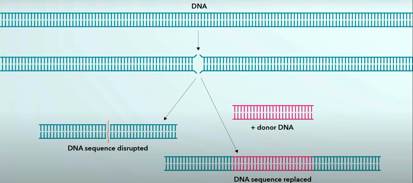 редактирование генома, CRISPR-Cas9, TALEN