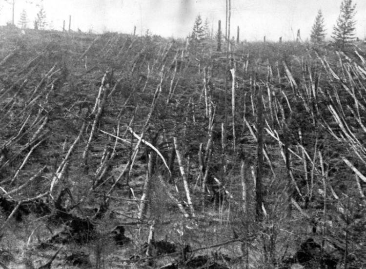 Вывал леса в районе падения Тунгусского метиорита, фото первой экспедиции Л. А. Кулика