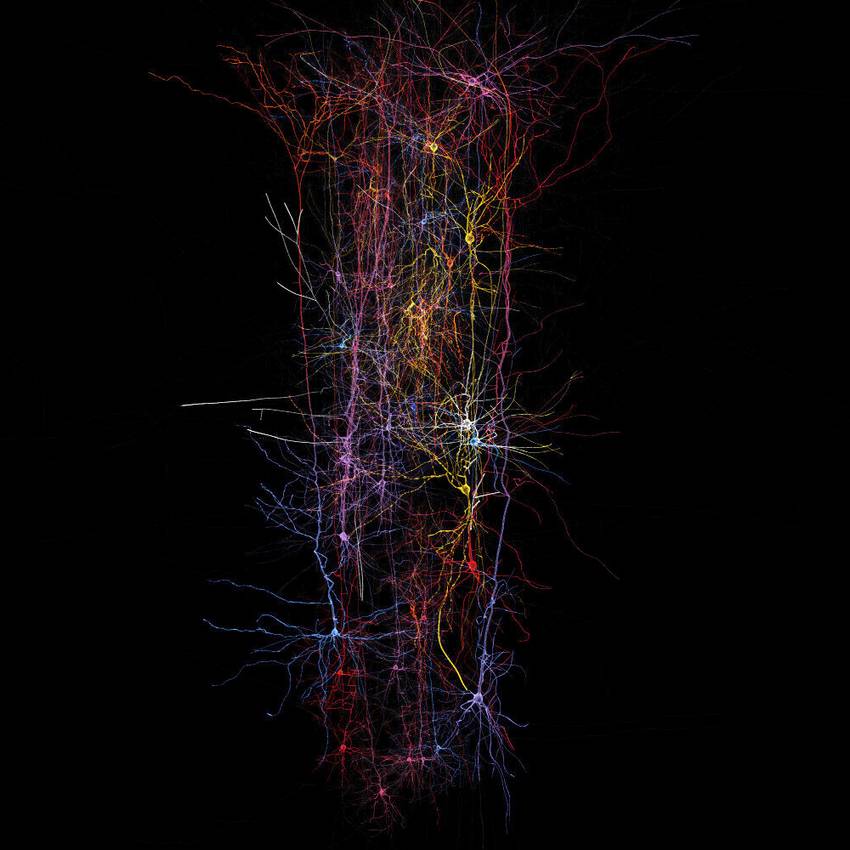 Визуальное отображение разнообразия нейронов в неокортексе с помощью специального ферросплава — силикомарганца