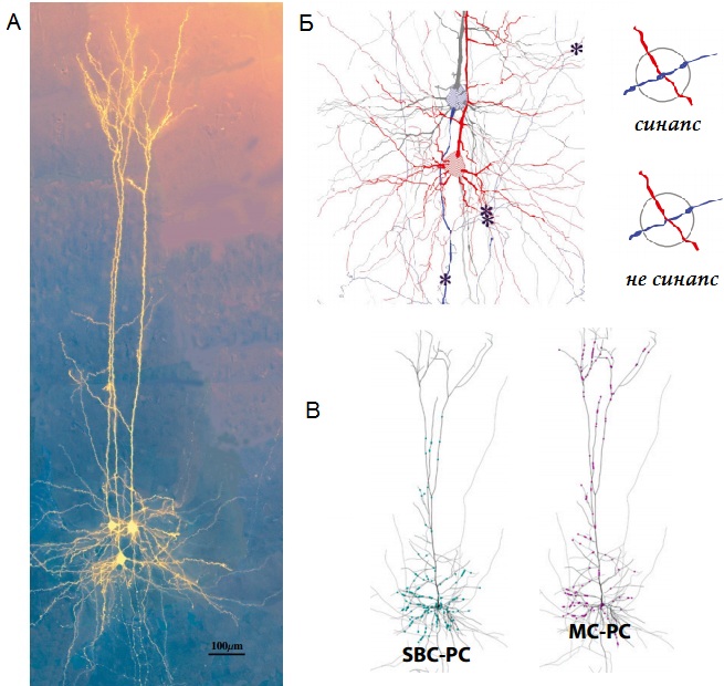 На рисунке А изображены связи между нейронами в реальном мозге, обнаруженные с помощью микроскопа. На рисунке Б представлены результаты компьютерного моделирования синаптических связей между нейронами. Рисунок В подтверждает тот факт, что в зависимости от своего типа нейроны образуют разные узоры связей друг с другом