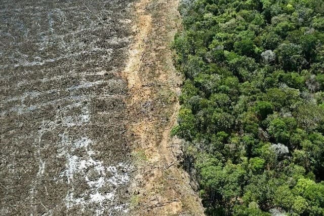 Деревья, экология, вырубка леса, Амазонские леса