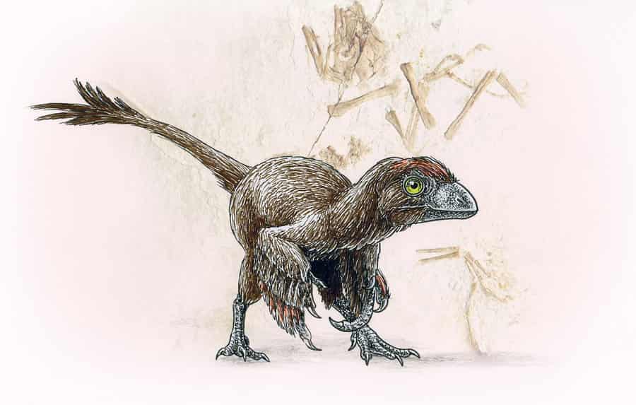 Scansoriopteryx heilmanni