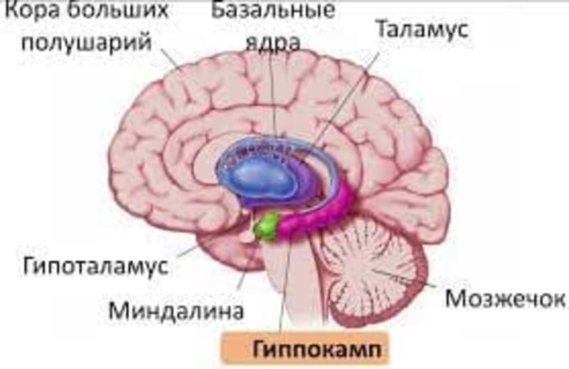 Мозг, гиппокамп, лимбическая система