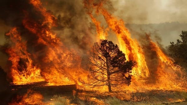 пожар, лесной пожар