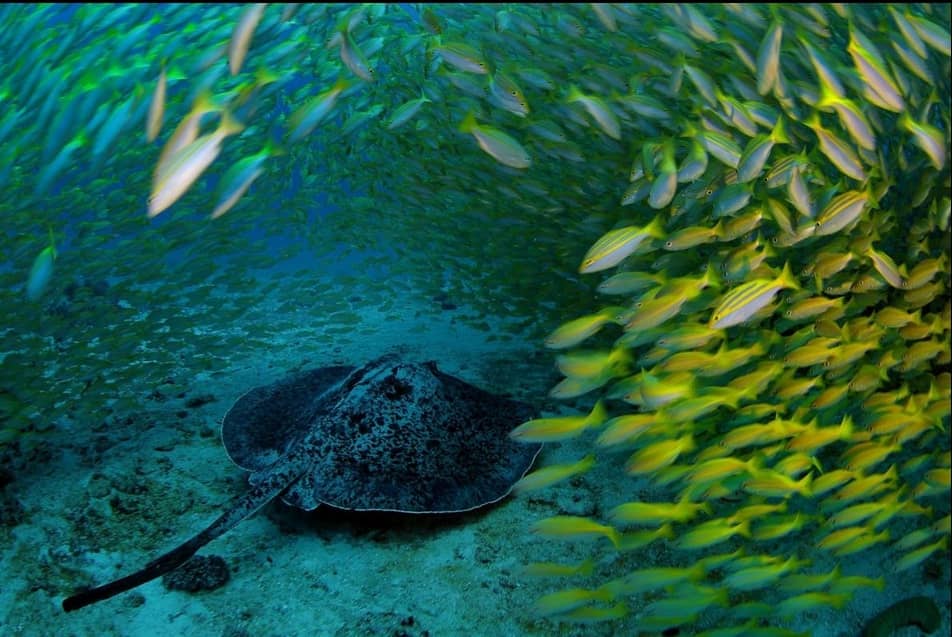 мраморный скат, подводный мир, остров Маэ