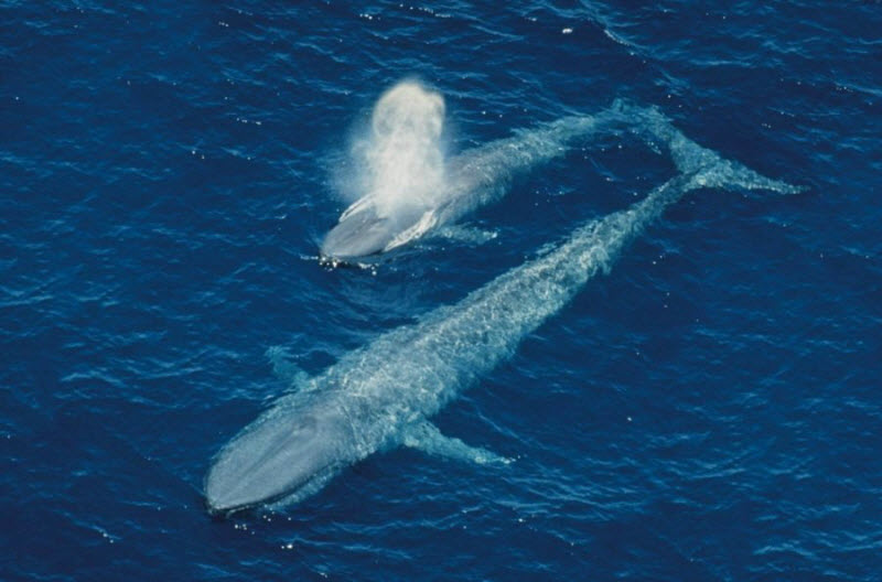 Синий кит, большое существо, вес, длина