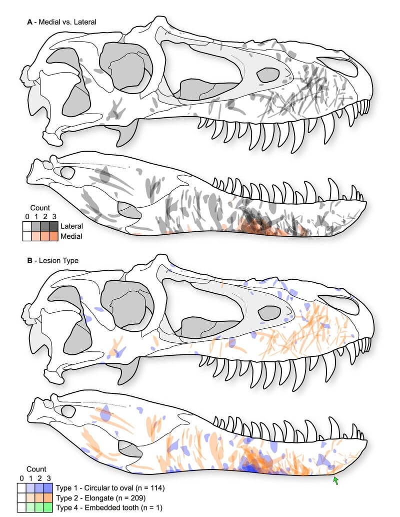 челюсти тираннозавра, палеонтология 