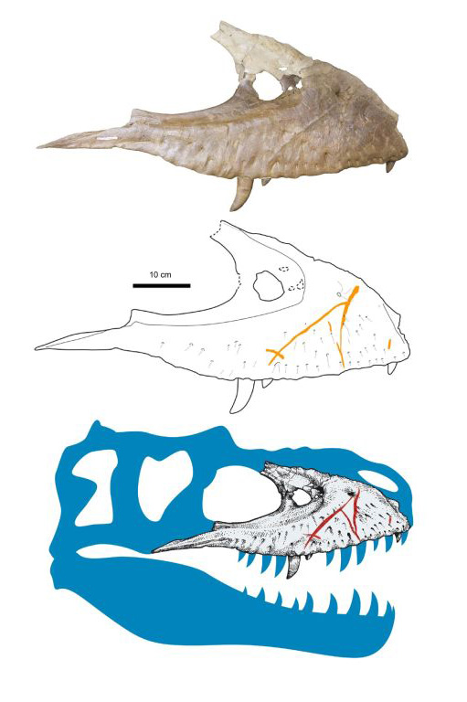 челюсти тираннозавра, палеонтология 