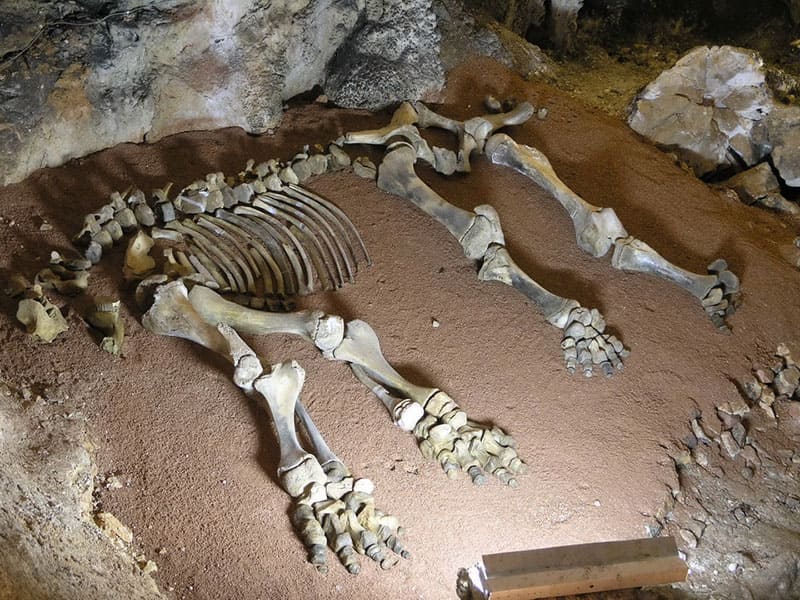 Скелеты, ископаемые животные, пещера, Крым