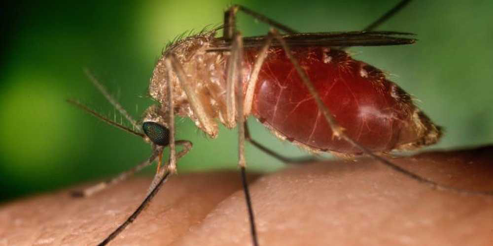 комар, инфекция, Culex, Anopheles