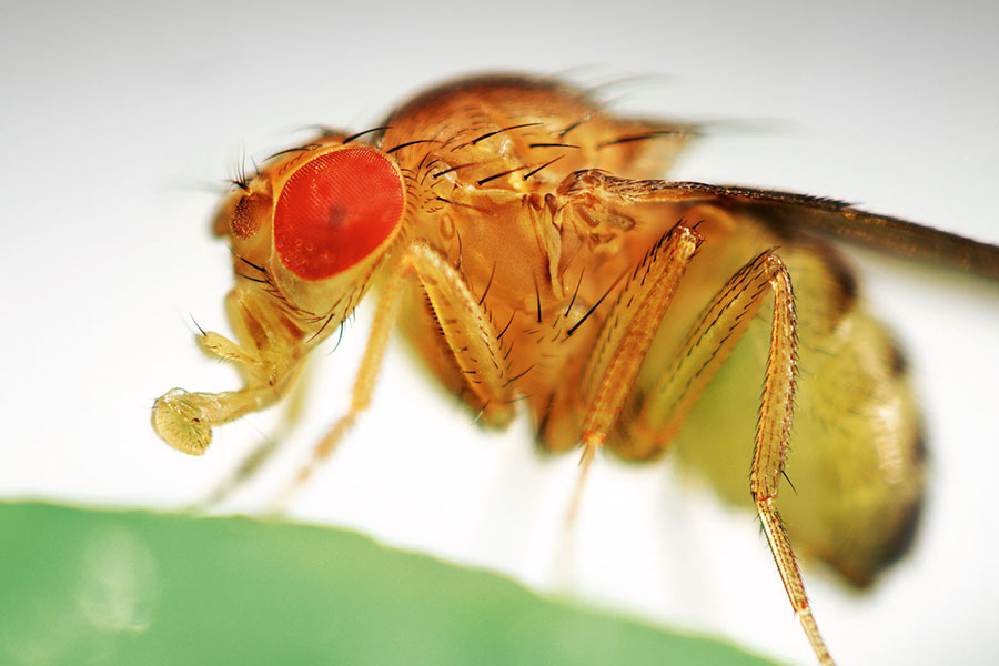 дрозофила, Drosophila melanogaster