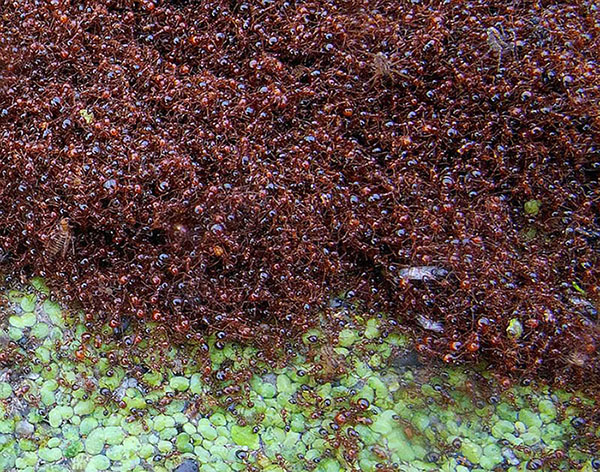 полчища красных муравьев, мирмекология, муравейник