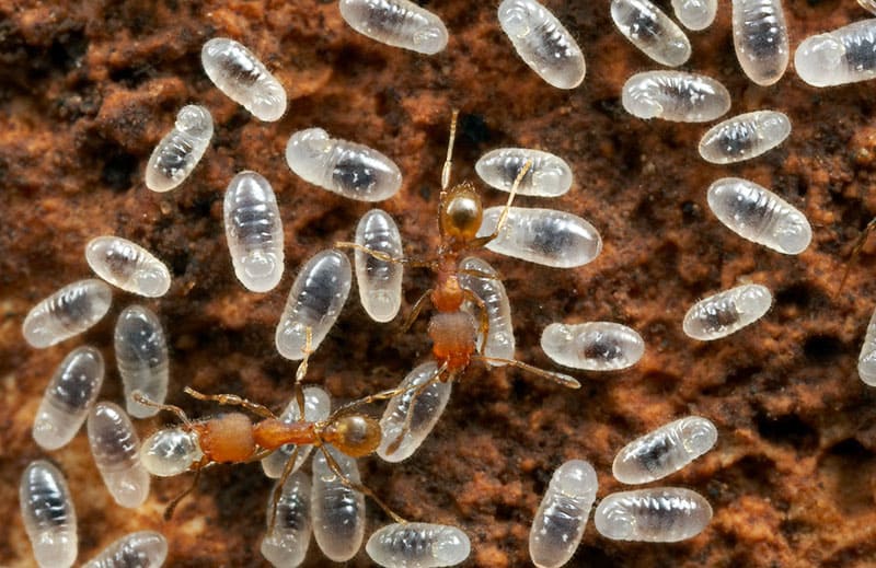 муравьиная семья, личинки, потомство