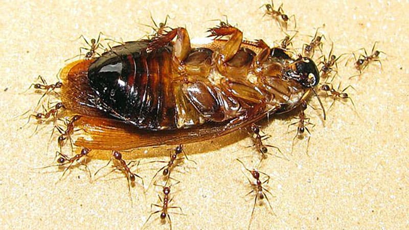 добыча, муравьиная битва, муравьи-солдаты
