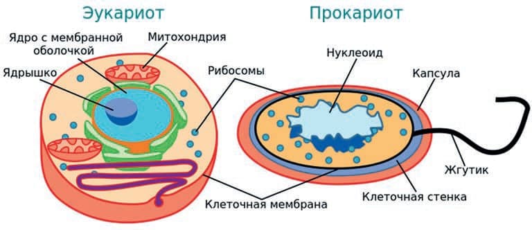 клетки, ядро, развитие, ткани, мембрана