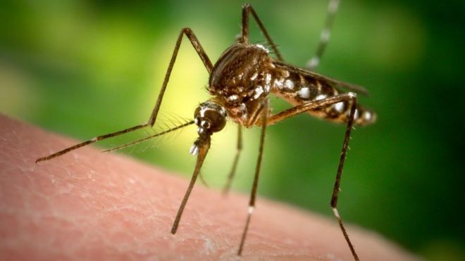 комары Aedes aegypti, генномодифицированные комары