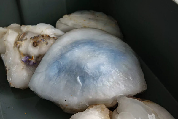 купол медузы, биомасса, Азовское море
