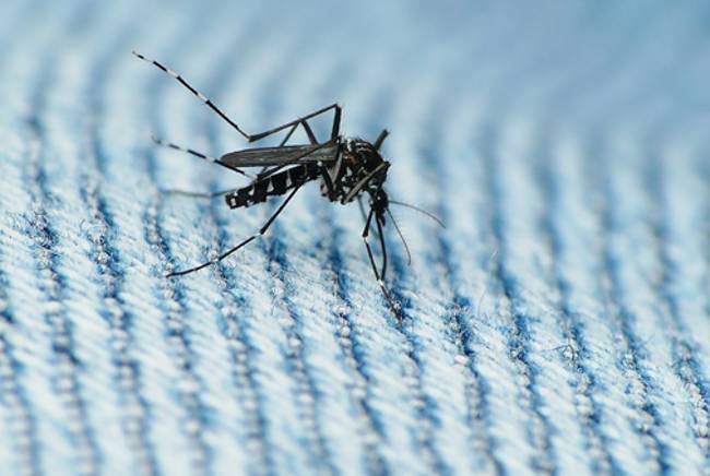Комар Aedes aegypti, переносчик вируса Зика