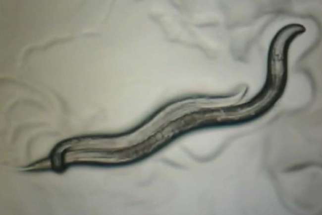 Нематоды Caenorhabditis elegans: самец и крупная самка-гермафродит