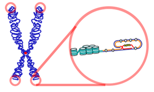 Схема расположения теломер на хромосоме