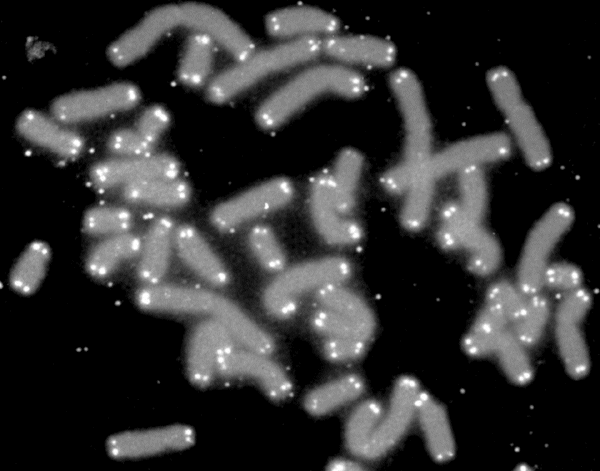 Хромосомы человека (серые) и их теломеры (белые)