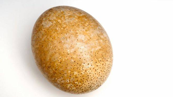 Самые древние белки нашли в скорлупе страусиного яйца