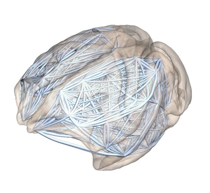 Мозг макаки в режиме отображения связей между регионами