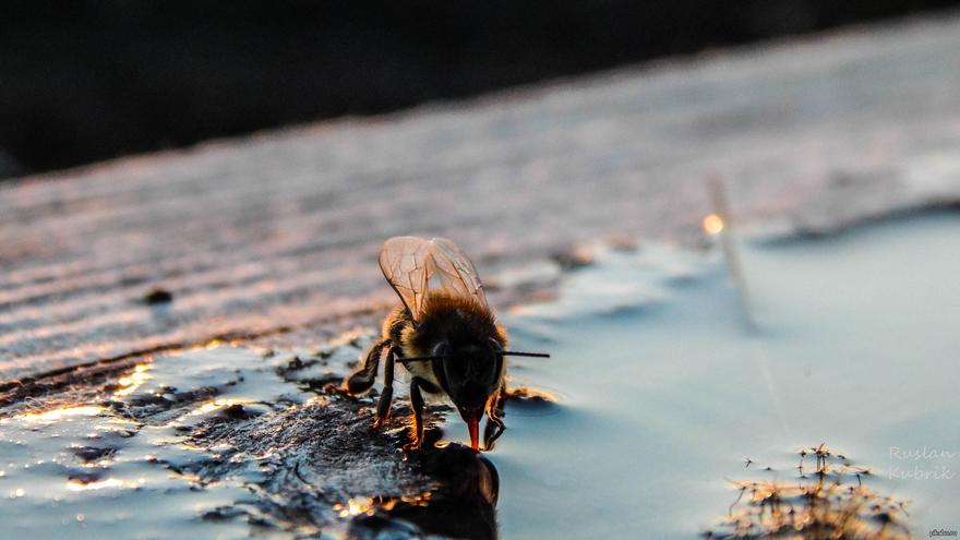Как пчелы организуют водоснабжение улья
