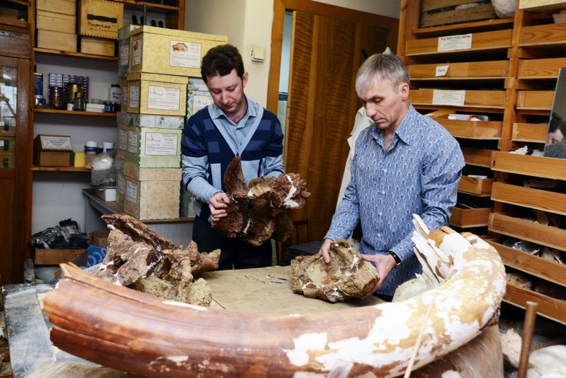 Палеонтологи ТГУ собирают части крестца динозавра