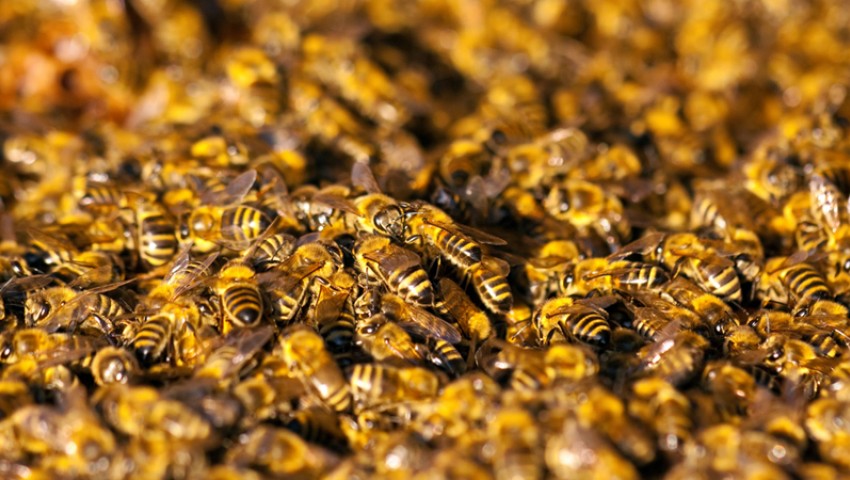 пчелы-убийцы
