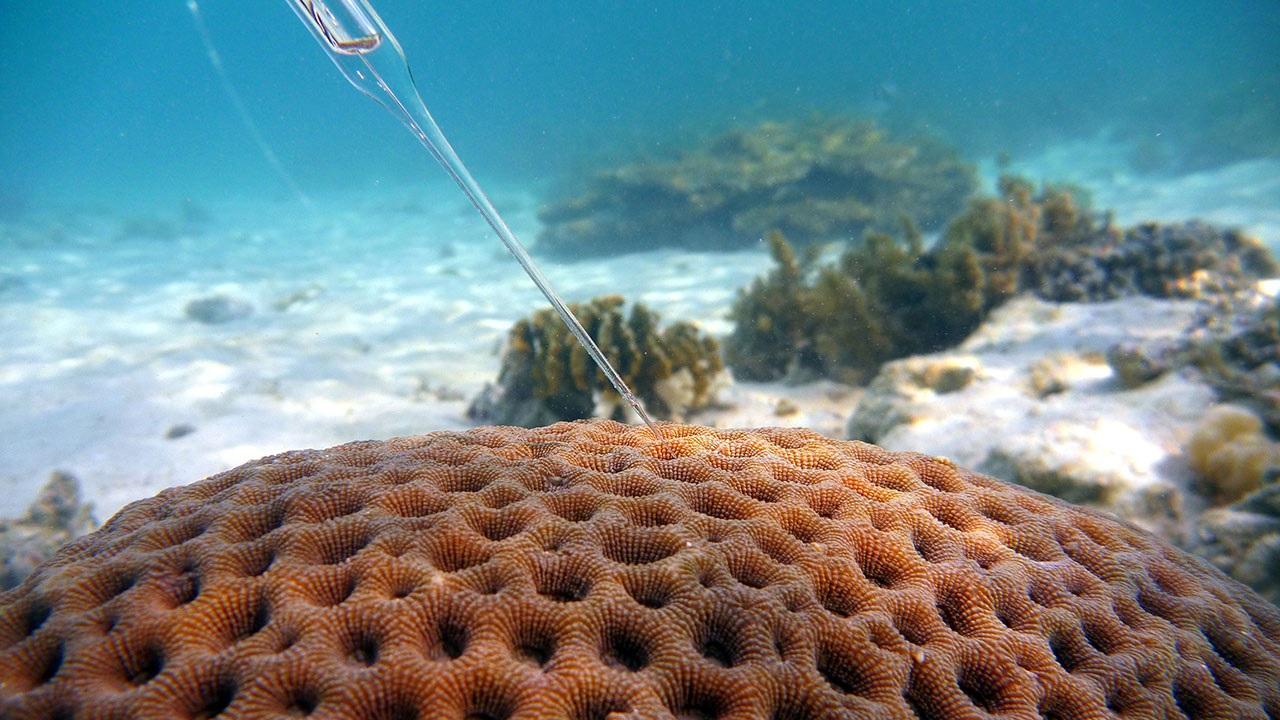 1.	Исследование способности коралла к рассеиванию света
