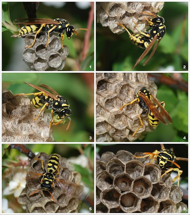 Молодая самка бумажной осы Polistes dominula начинает новую колонию