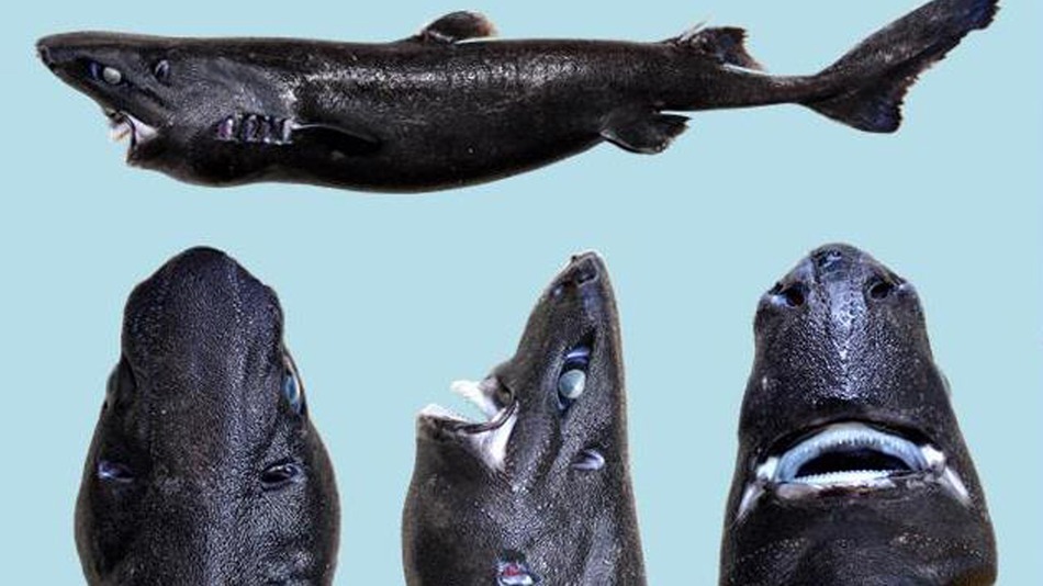 Найден новый вид акулы: она похожа на ниндзю и светится