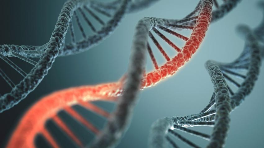 Вирусные "окаменелости" в нашей ДНК могут помочь нам бороться с инфекцией