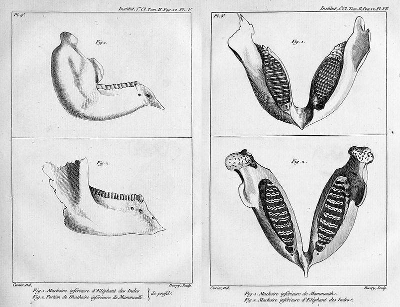 Нижнии челюсти шерстистого мамонта (вверху) и индийского слона (ниже),иллюстрации Кювье, 1799 г.