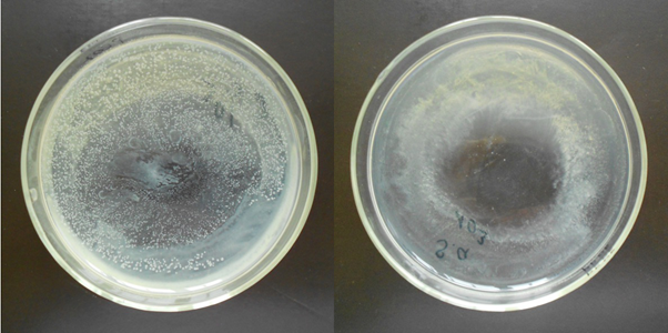Слева — чашка Петри без полимера с белыми точками бактериальных колоний. Справа — чашка Петри с покрытием из полимера