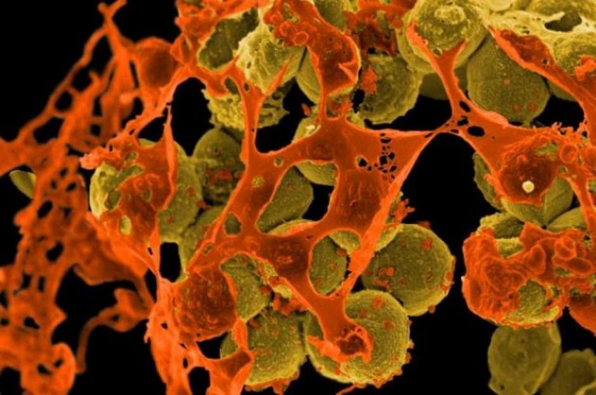 Бактерицидный полимер действует на микробы по принципу, похожему на действие мирамистина и хлоргексидина — катионных антисептиков, которые разрушают бактериальные клетки