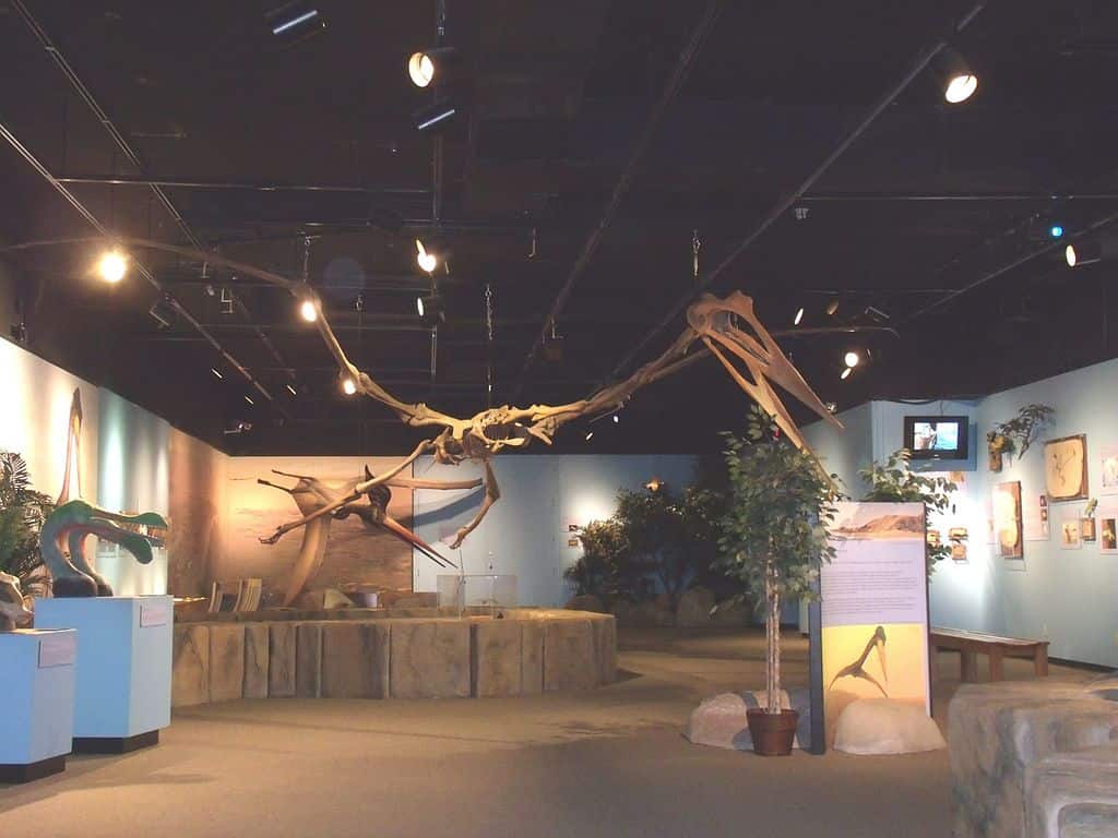 Скелет птерозавра в Аризонском музее естественной истории