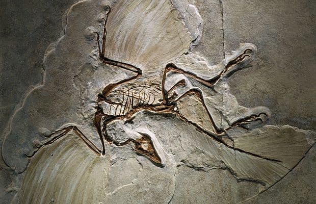 «Долгое время учёным не удавалось обнаружить останков более древних пернатых животных, и археоптерикс, ближайший родственник динозавров, был объявлен прародителем всех птиц»
