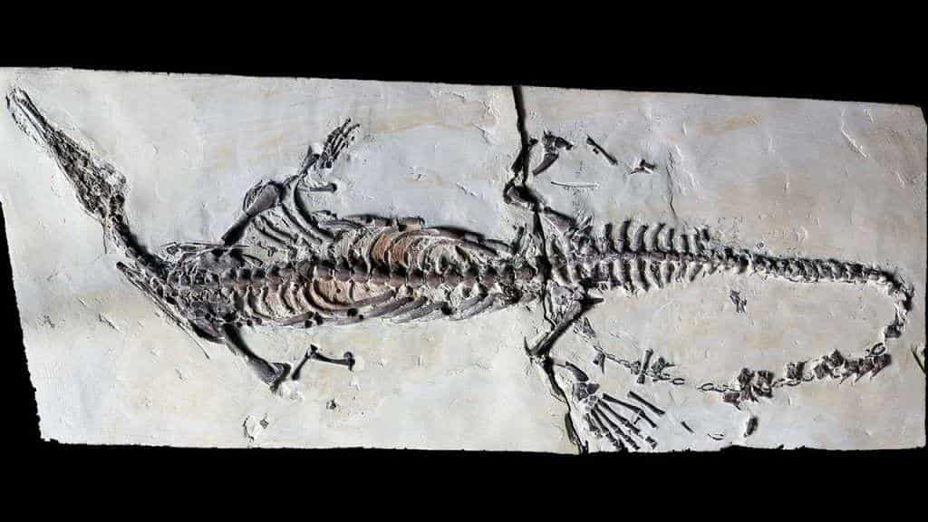 На фотографии обнаруженные в Бразилии окаменелости морской рептилии Stereosternum tumidium.