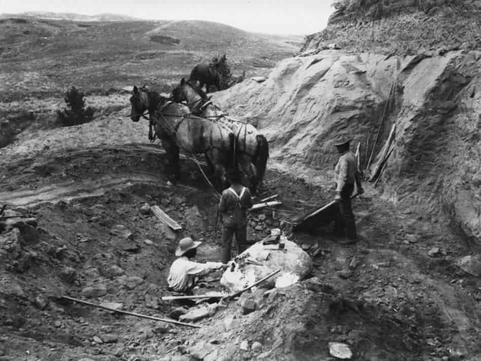 Браун (внизу слева) в формации Хелл Крик в 1905, где был найден первый частично сохранившийся скелет тираннозавра. Браун и его команда для работы использовали лошадей, чтобы убирать почву и камни, покрывавшие кости динозавра.