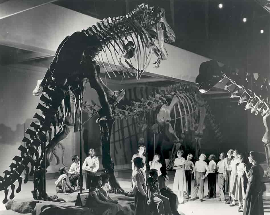 Музей естественной истории Карнеги. Впервые скелет тираннозавра реконструировали в неправильном, практически вертикальном положении. Исследования 70-х годов опровергли эту теорию. Ученые установили, что тело тираннозавра было практически параллельно земной поверхности, хвост вытянут позади тела, чтобы уравновесить тяжелую голову. 
