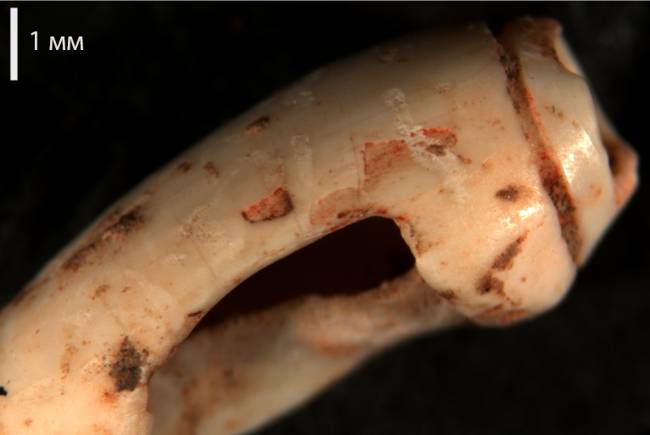 Раковина моллюска Oliva, найденная в Восточном Тимор
