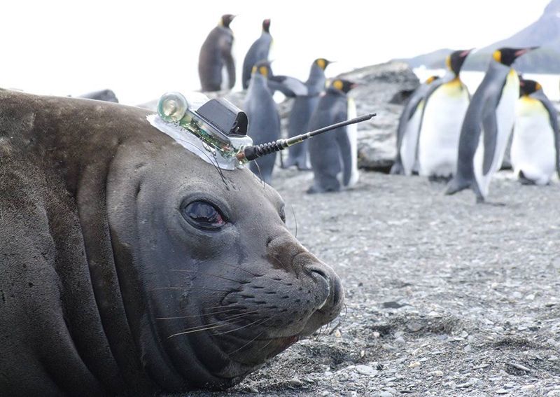 датчики на тюленях, исследования антарктиды, ледник туэйтса
