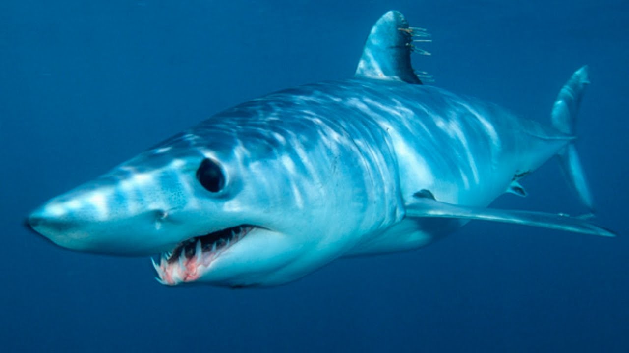 акула-мако, самая быстрая акула