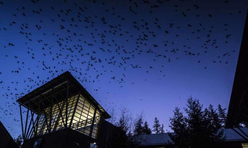 Всего около 50–100 ворон собираются перед сном на крыше здания