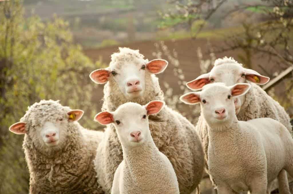Овцы – давние спутники человека. Процесс их одомашнивания произошел более 8 тысяч лет назад, поэтому вполне логичным стало развитие умения для коммуникации с людьми