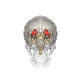 Стриатум (или полосатое тело) –  анатомическая структура конечного мозга, которая относится к базальным ядрам полушарий. Именно эта область поражается при болезни Гентингтона